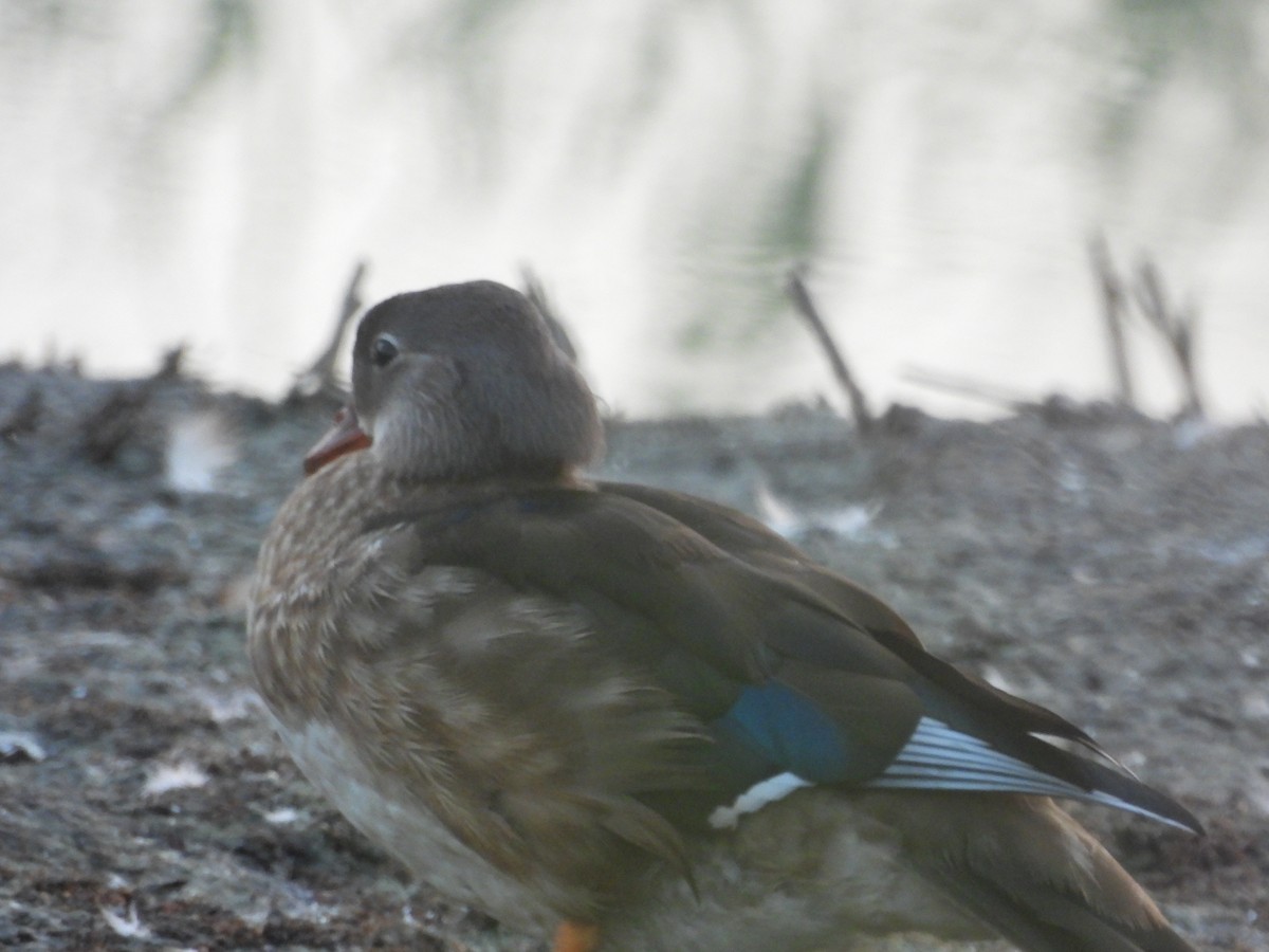 Pato Mandarín - ML623112320