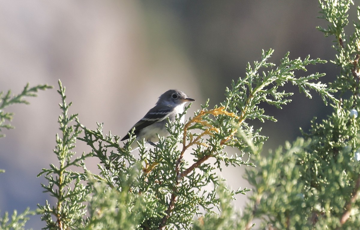 Gray Flycatcher - ML623112377