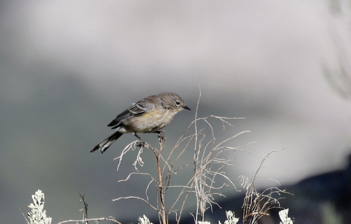 Yellow-rumped Warbler - ML623112388