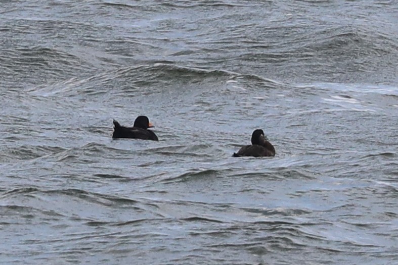 Black Scoter - Dianna Lieter