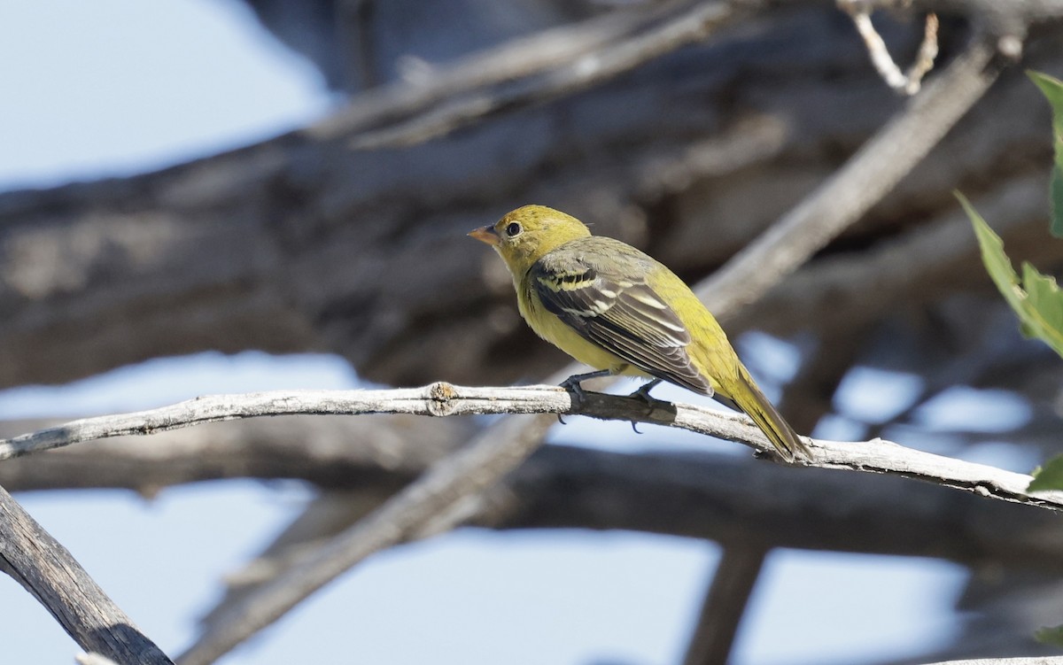 Western Tanager - ML623112402