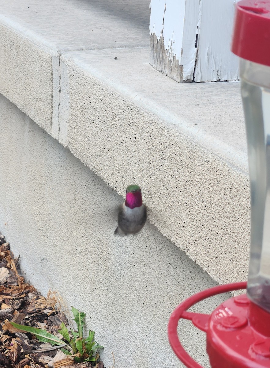 Broad-tailed Hummingbird - ML623112403