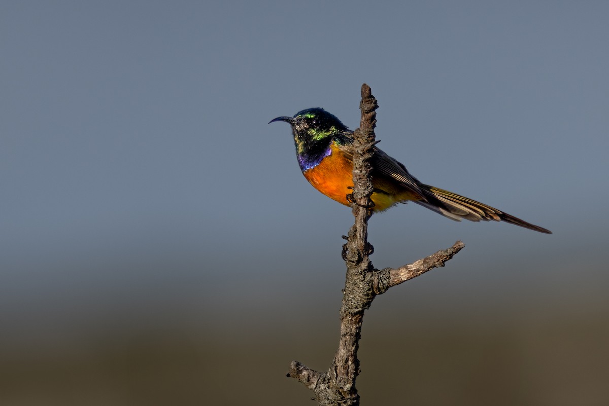 Orange-breasted Sunbird - Mike “Champ” Krzychylkiewicz