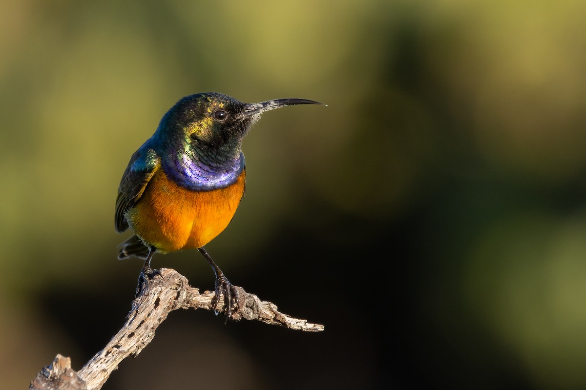 Orange-breasted Sunbird - ML623112463