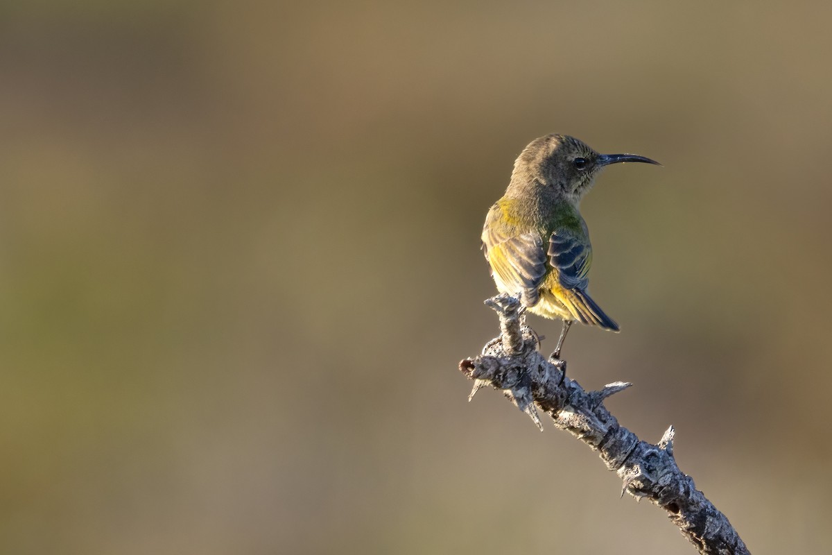 Orange-breasted Sunbird - ML623112464