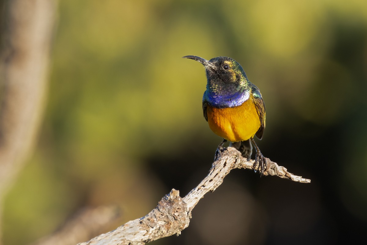 Orange-breasted Sunbird - ML623112465