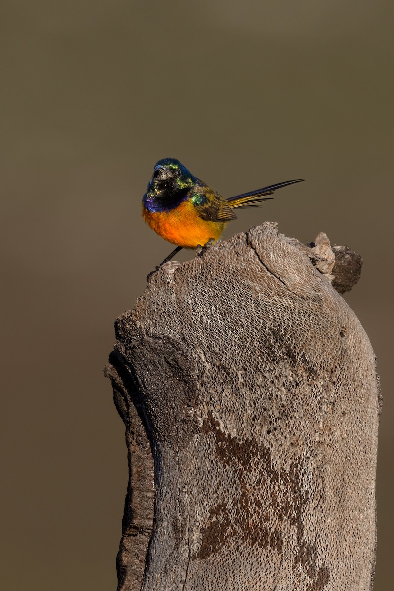 Orange-breasted Sunbird - Mike “Champ” Krzychylkiewicz