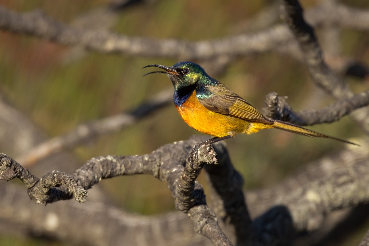 Orange-breasted Sunbird - ML623112468