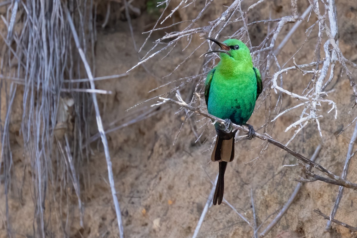 Malachite Sunbird - Mike “Champ” Krzychylkiewicz