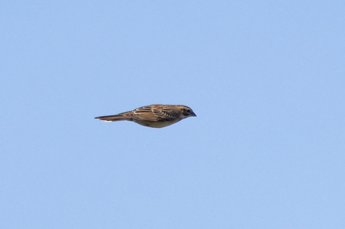 Lark Sparrow - ML623112491