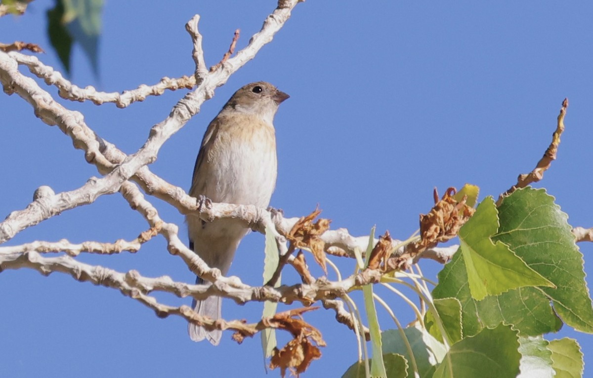 Lazuli Bunting - ML623112517