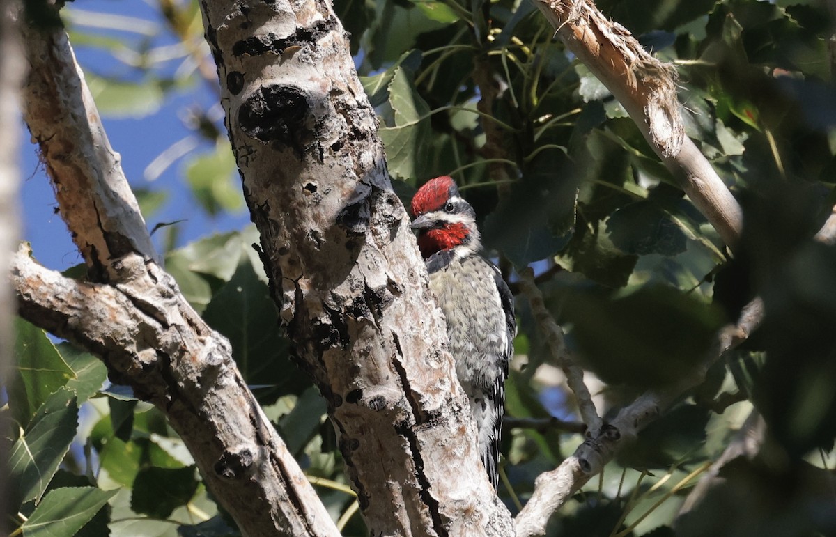 Red-naped Sapsucker - ML623112523