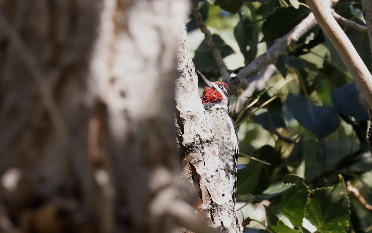 Red-naped Sapsucker - ML623112524