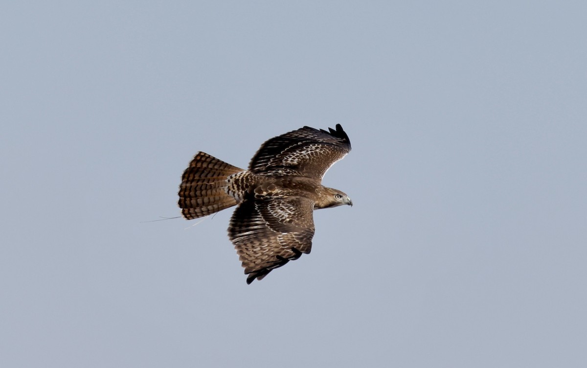 Red-tailed Hawk - ML623112536