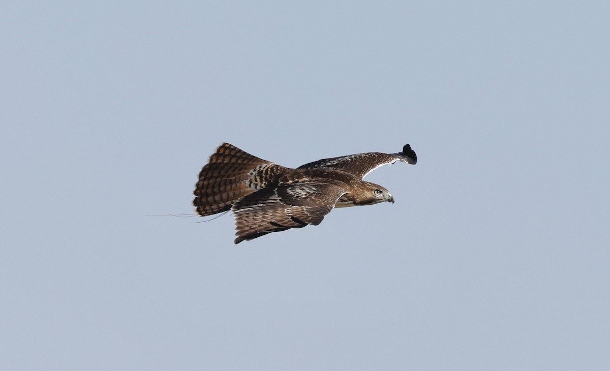 Red-tailed Hawk - ML623112537