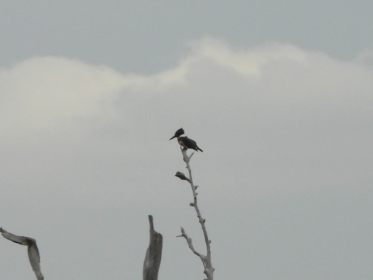 Belted Kingfisher - ML623112577