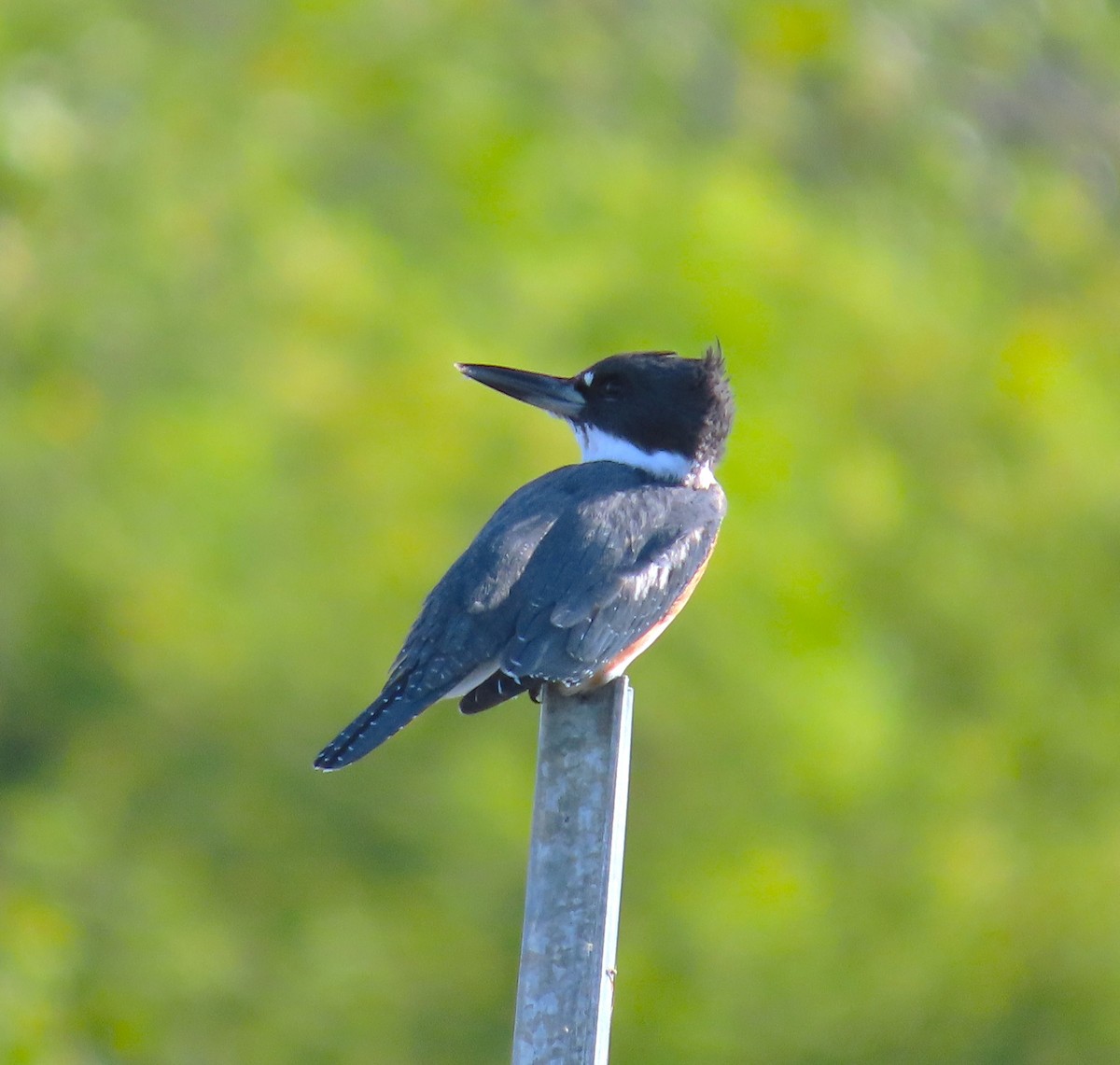 Belted Kingfisher - ML623112586