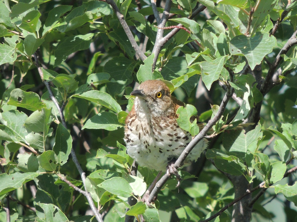 Brown Thrasher - Nancy Henke