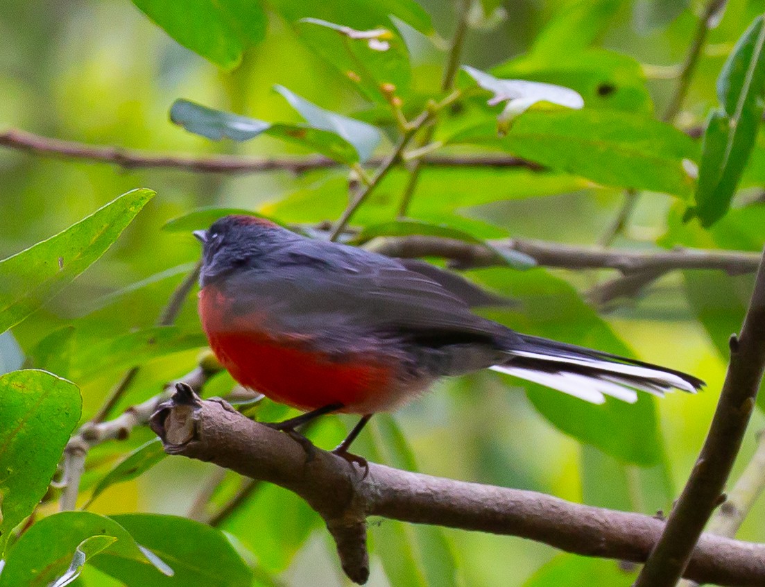 Slate-throated Redstart - ML623112822