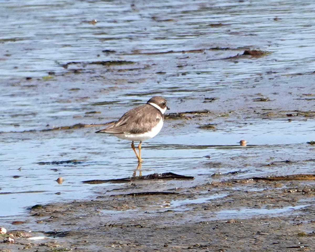 Semipalmated Plover - ML623112823