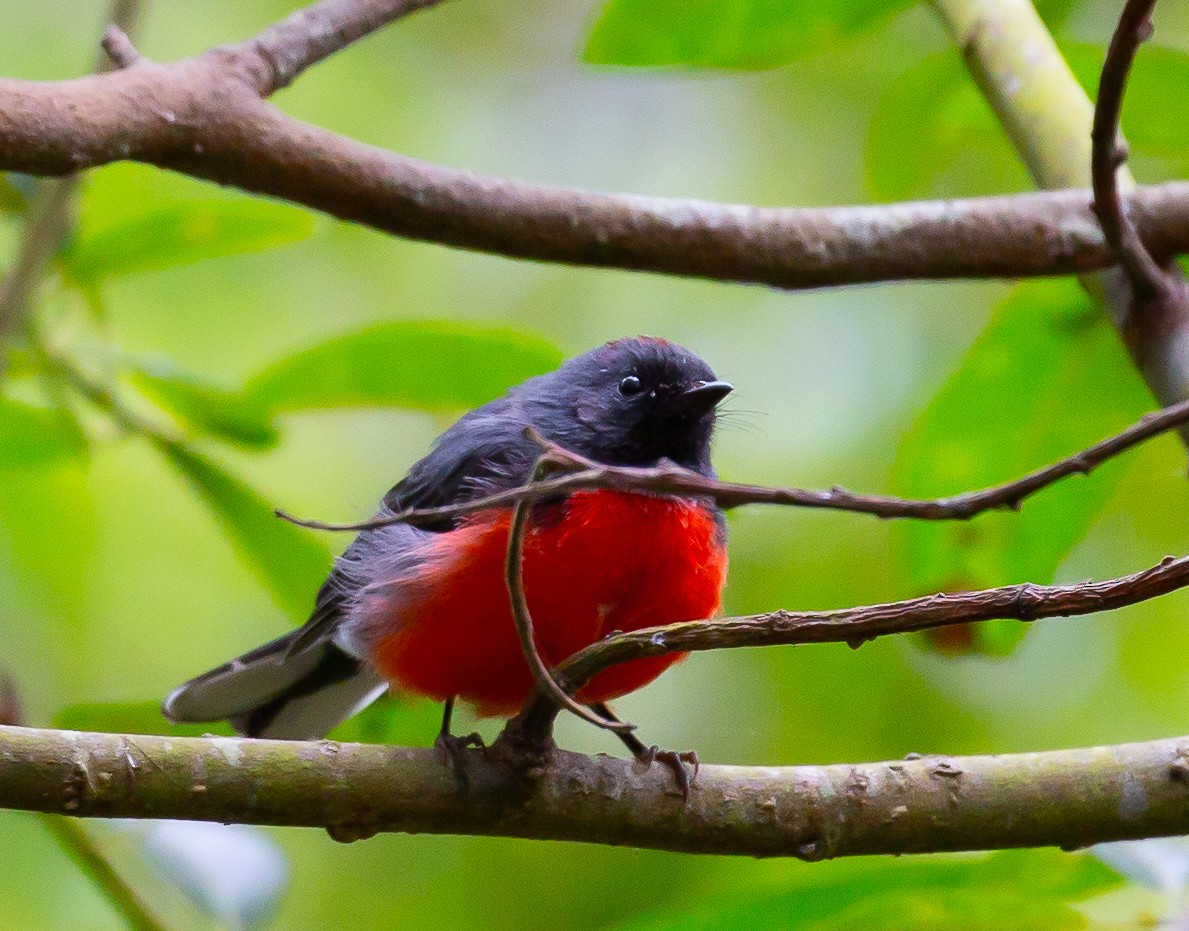 Slate-throated Redstart - ML623112831