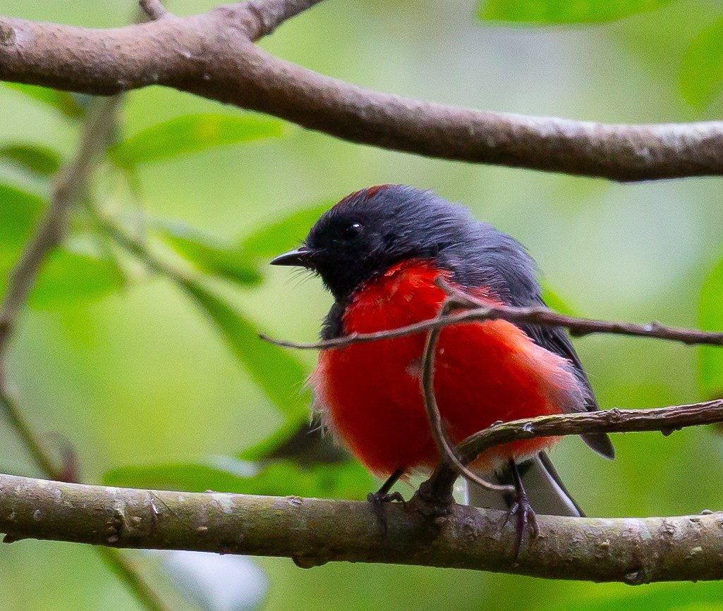 Slate-throated Redstart - ML623112839