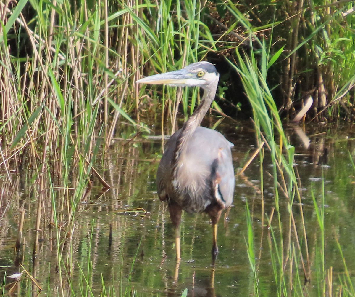 Great Blue Heron - ML623112892