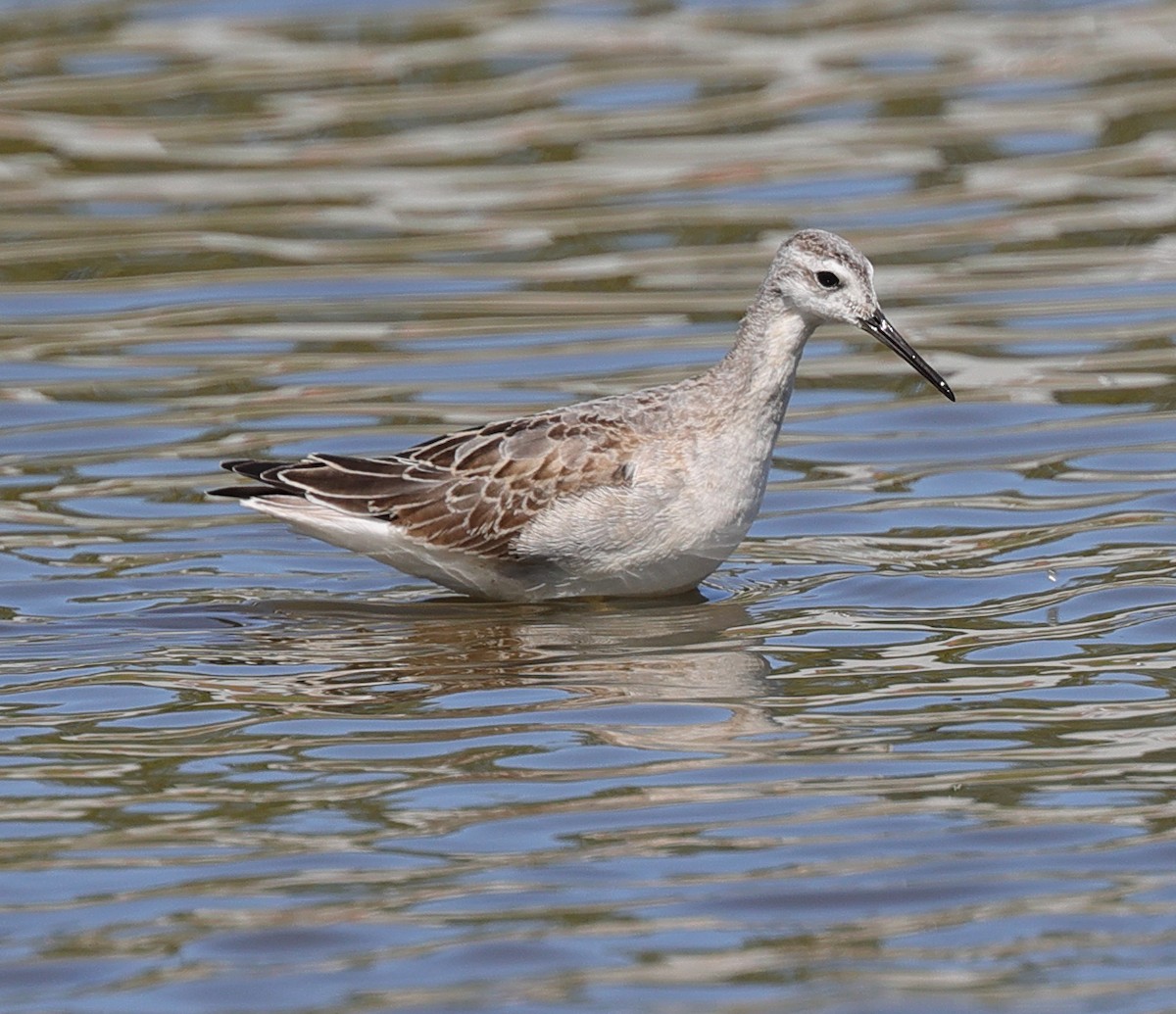 Falaropo Tricolor - ML623112904