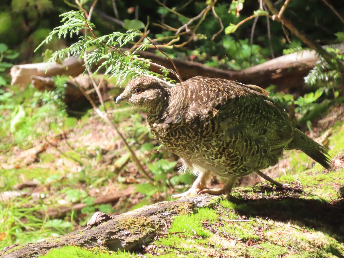 Sooty Grouse - ML623112926