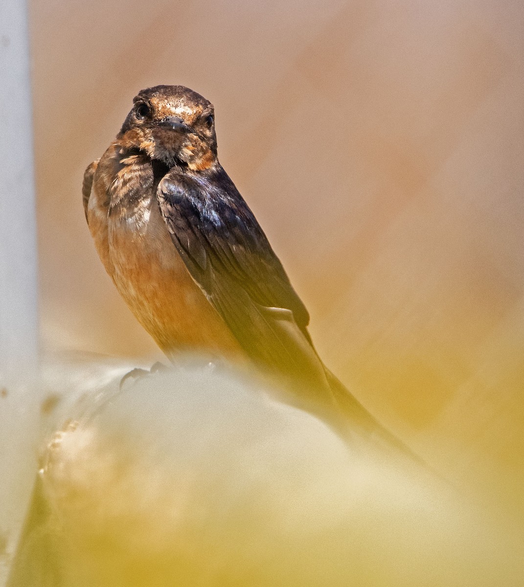 Barn Swallow - ML623112928