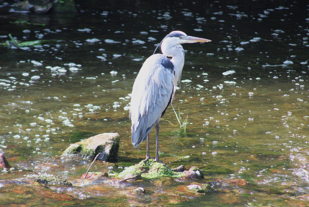 Gray Heron - ML623112934