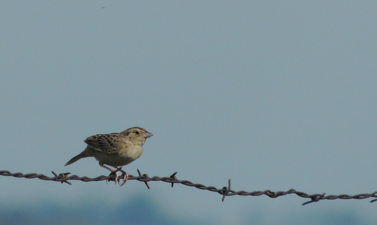 Grasshopper Sparrow - Nancy Henke