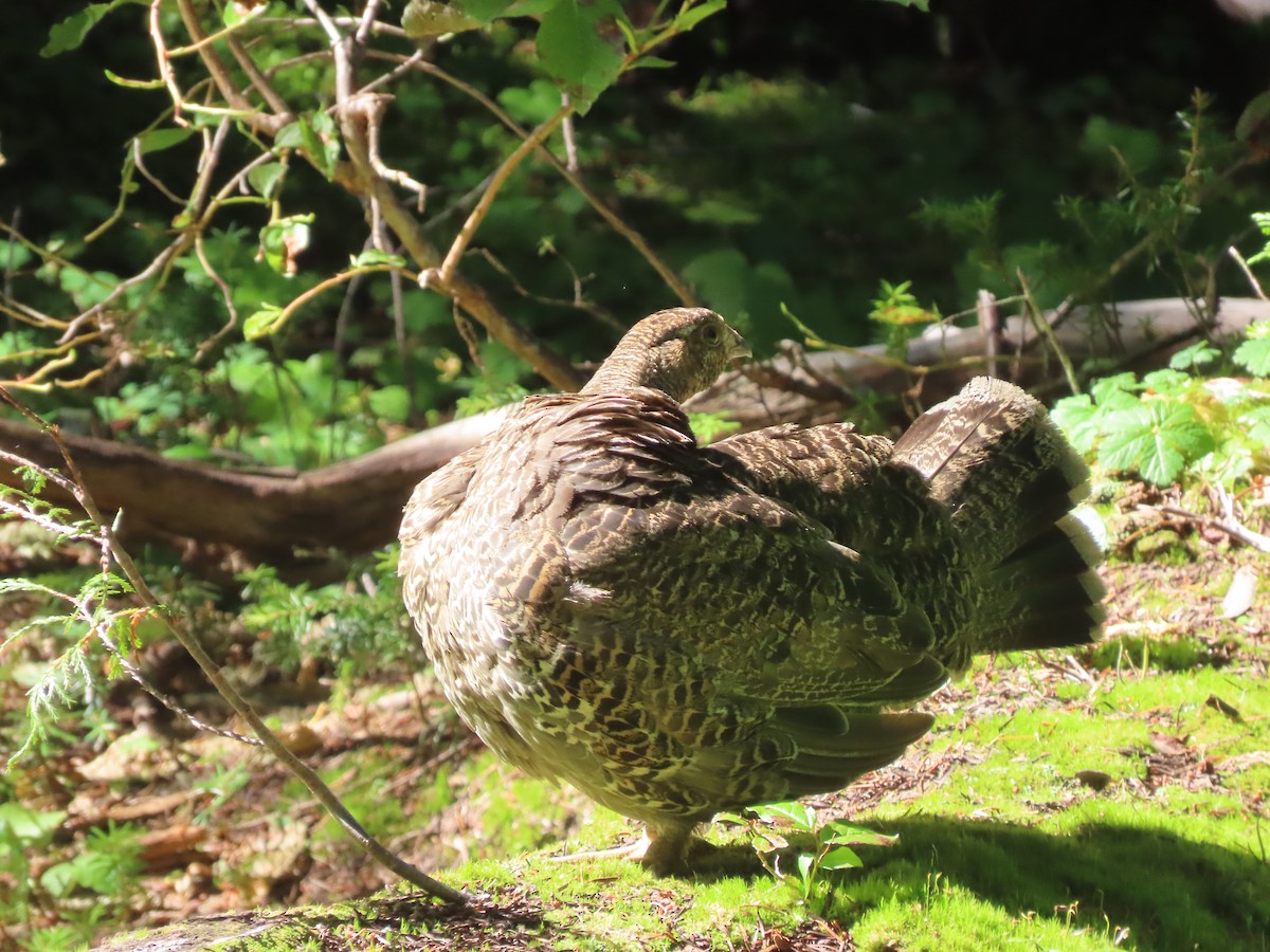 Sooty Grouse - ML623112950