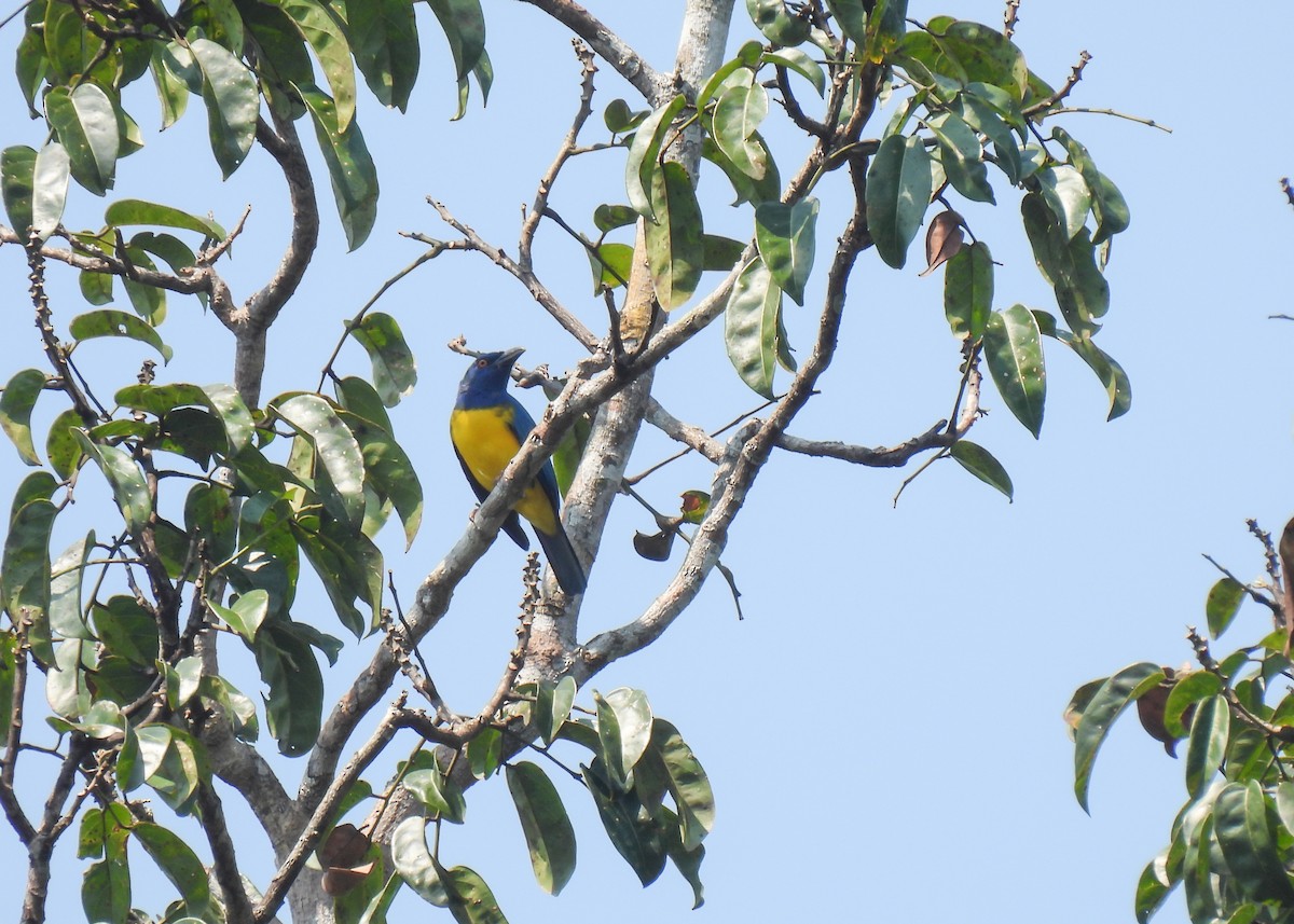 Blue-backed Tanager - ML623112955