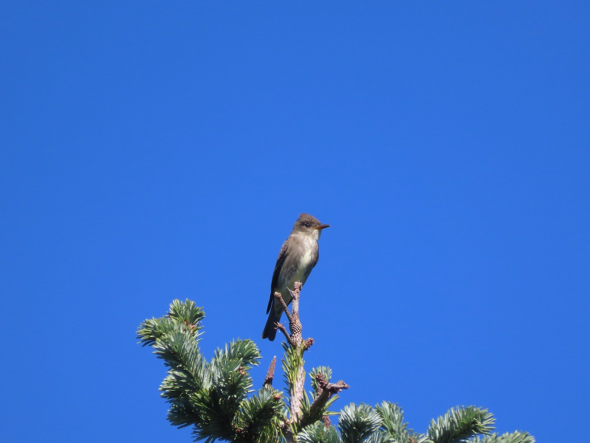 Olive-sided Flycatcher - ML623112959