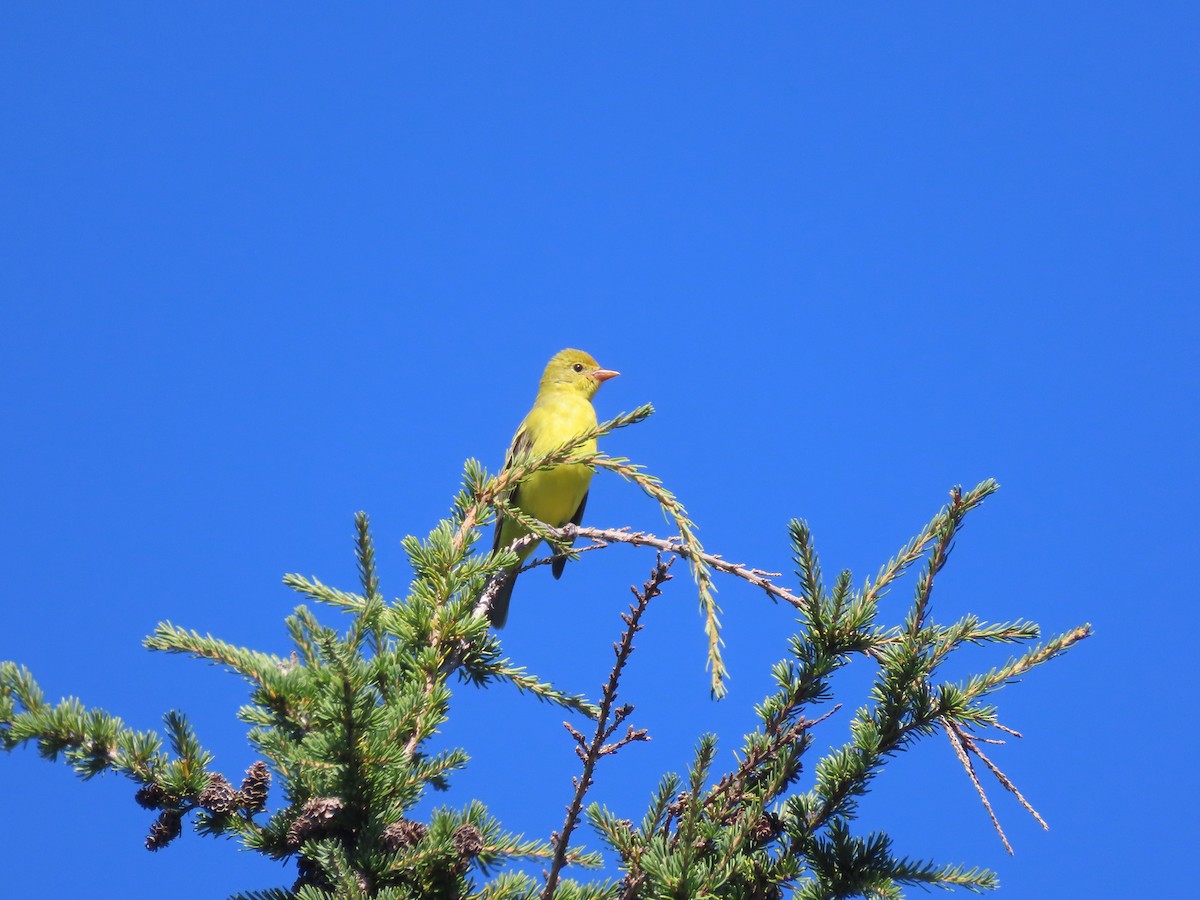 Western Tanager - ML623112986