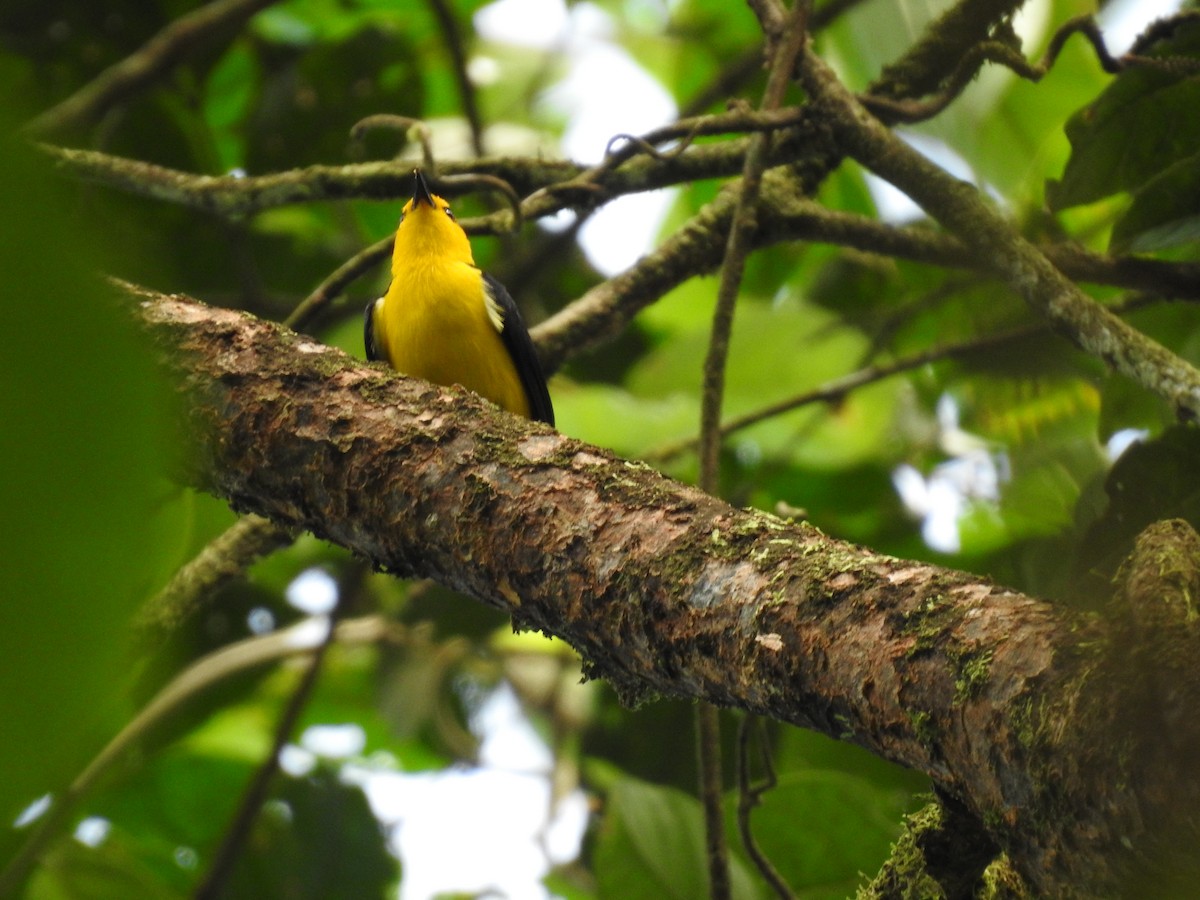 Tangara Negriamarilla - ML623113011