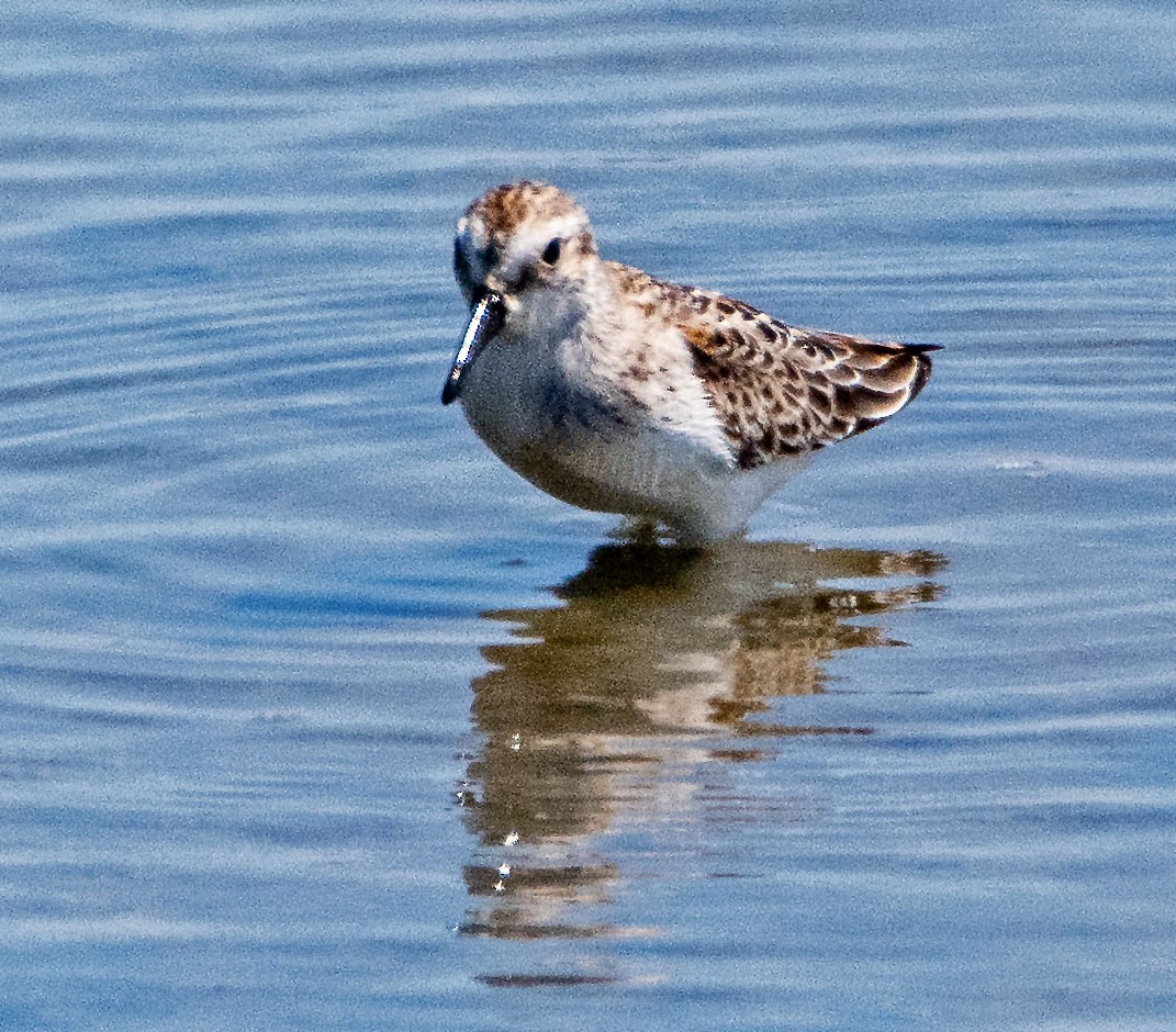 Western Sandpiper - ML623113040