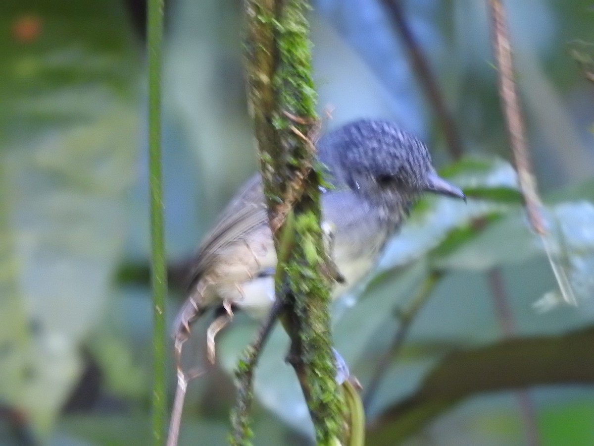 Streak-crowned Antvireo - Erick Barbato