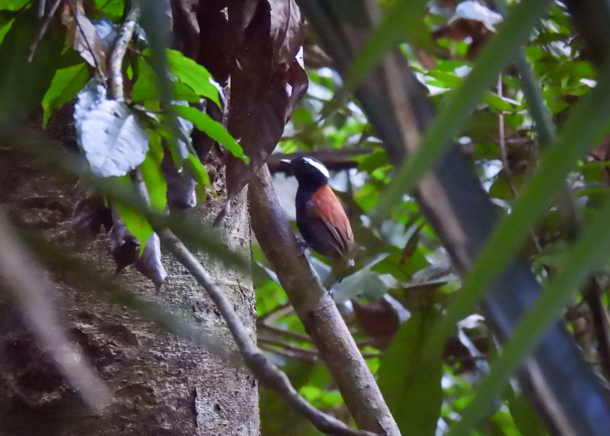 Black-bellied Gnateater - ML623113113