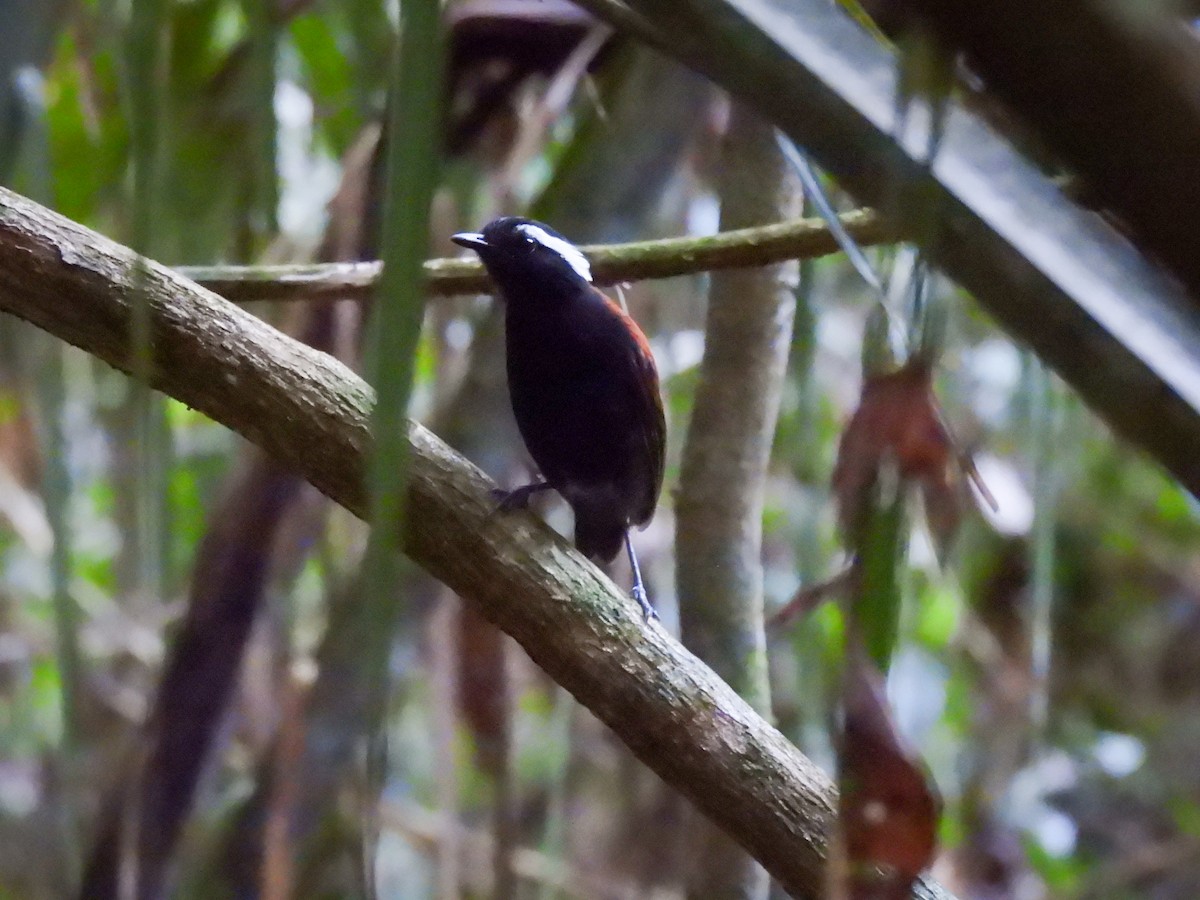 Black-bellied Gnateater - ML623113114