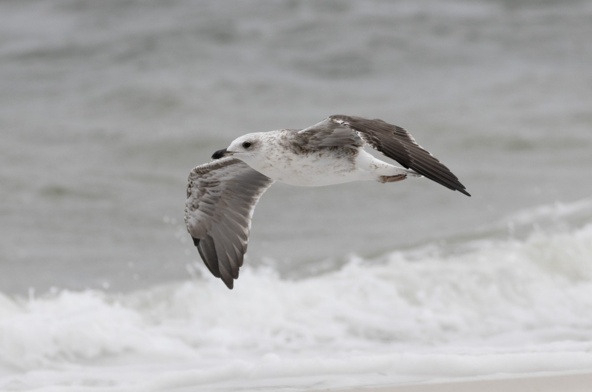 Gaviota Sombría - ML623113124