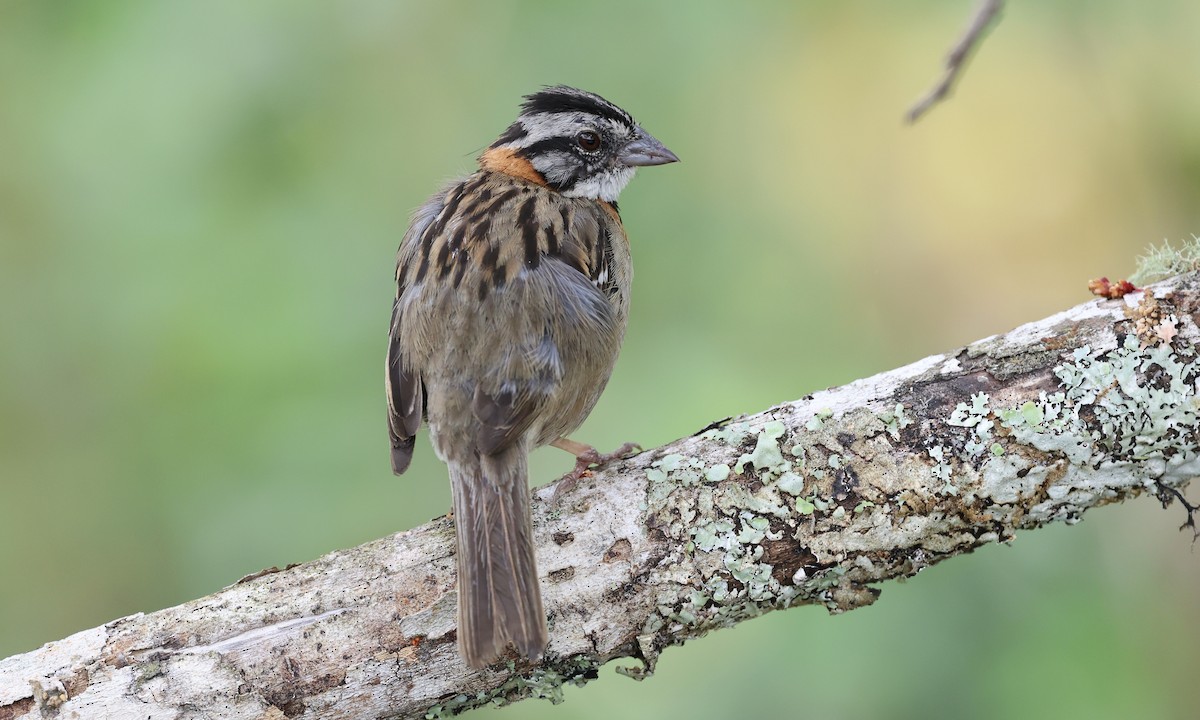 Rufous-collared Sparrow - ML623113132