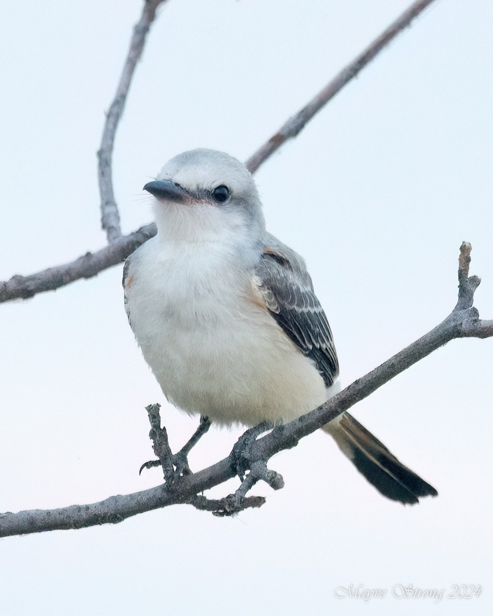 Scissor-tailed Flycatcher - ML623113133