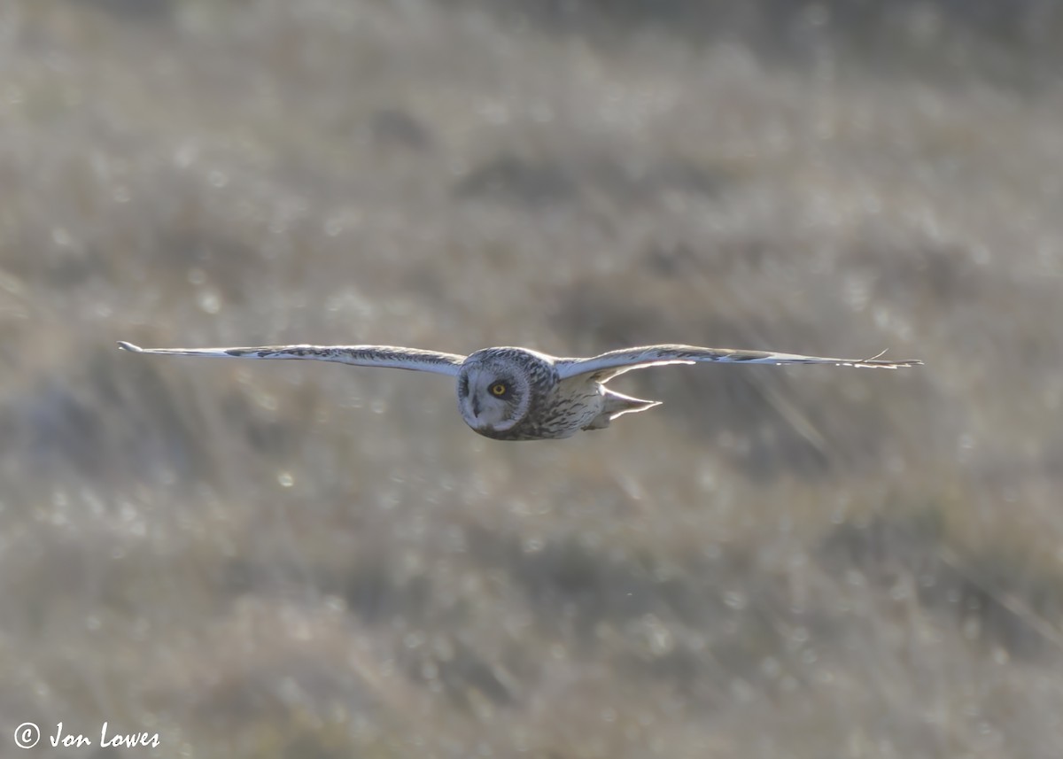 Short-eared Owl (Northern) - ML623113134