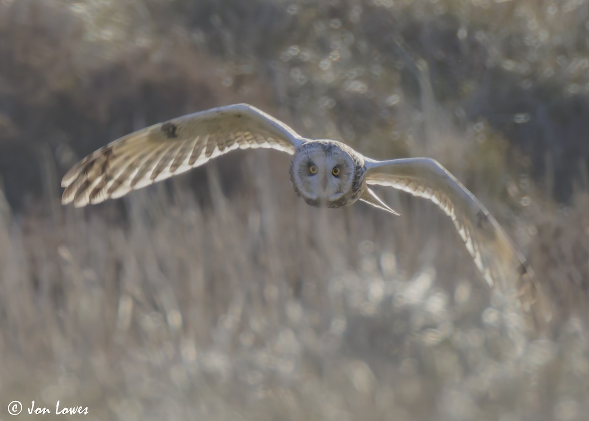 Hibou des marais (flammeus) - ML623113135