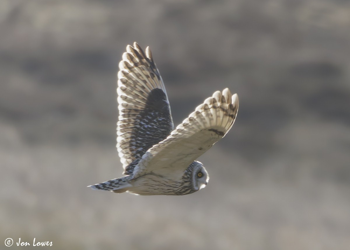 Short-eared Owl (Northern) - ML623113136