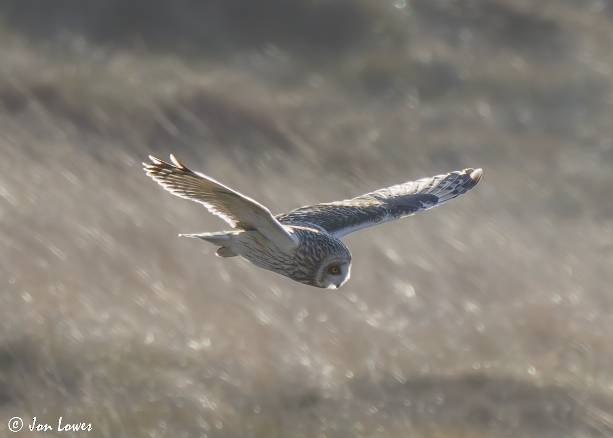 Hibou des marais (flammeus) - ML623113137