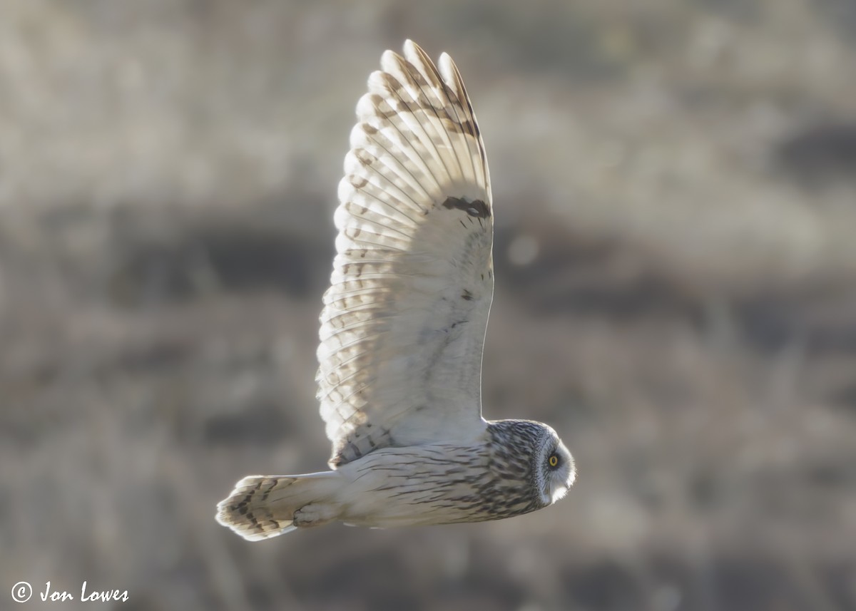 Short-eared Owl (Northern) - ML623113142