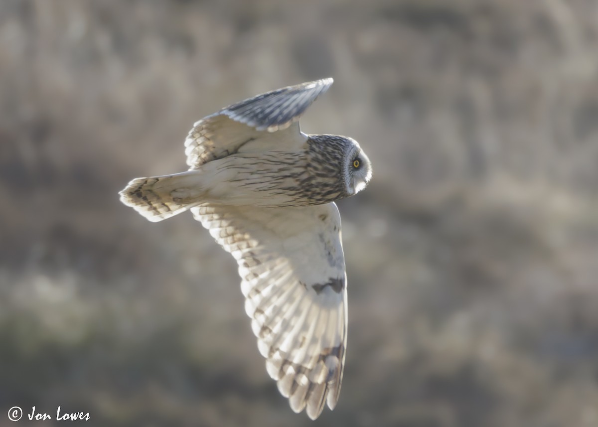 Short-eared Owl (Northern) - ML623113143